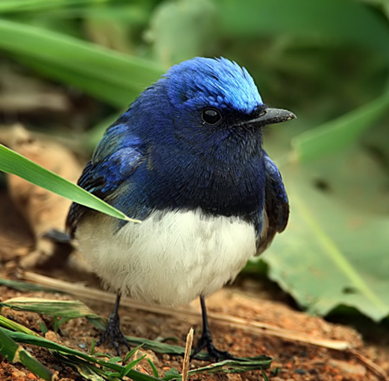 Птица с синей грудкой как называется фото и название