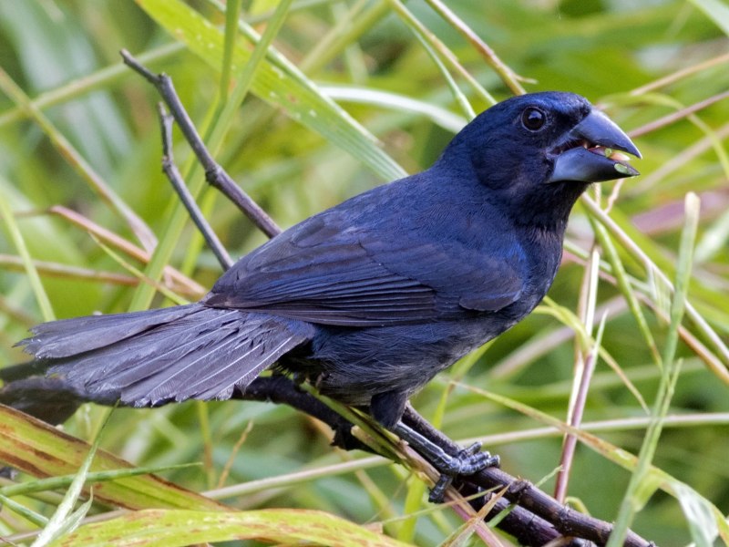 Steller's Jay