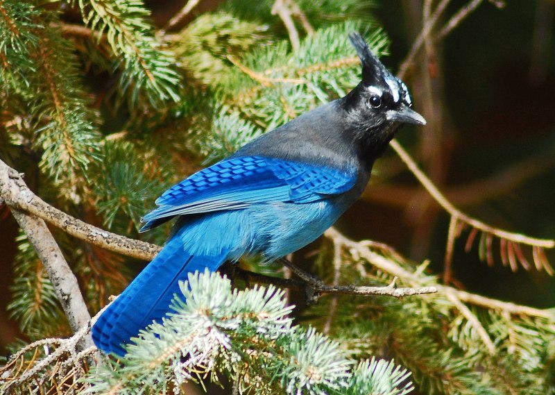 Grosbeak Starling