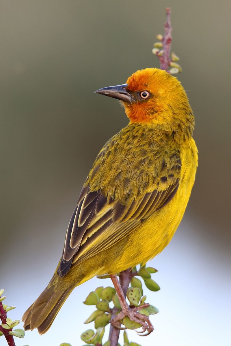 American Goldfinch птица