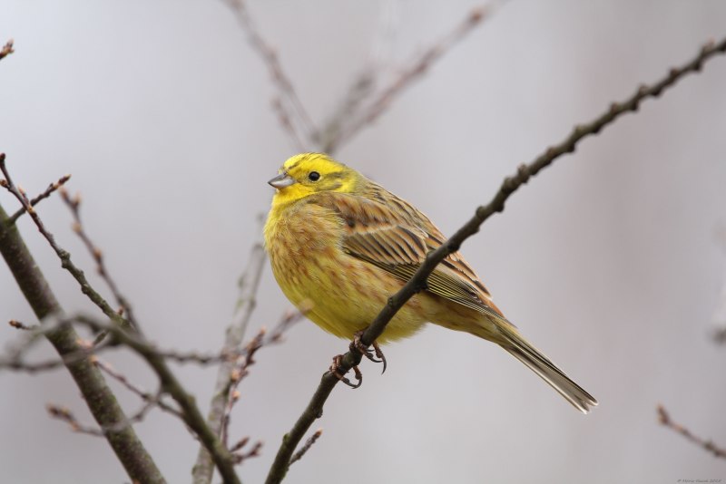 Овсянка желтогорлая (Cristemberiza elegans)