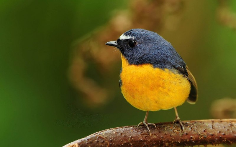 Baltimoretrupial (Icterus galbula)