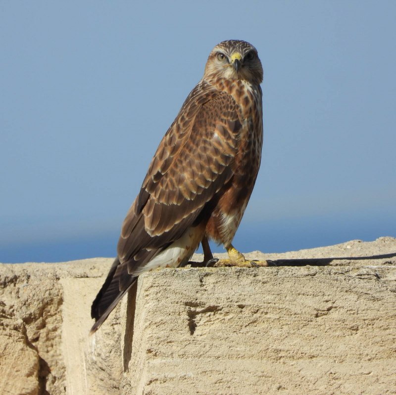 Cynosural Buzzard