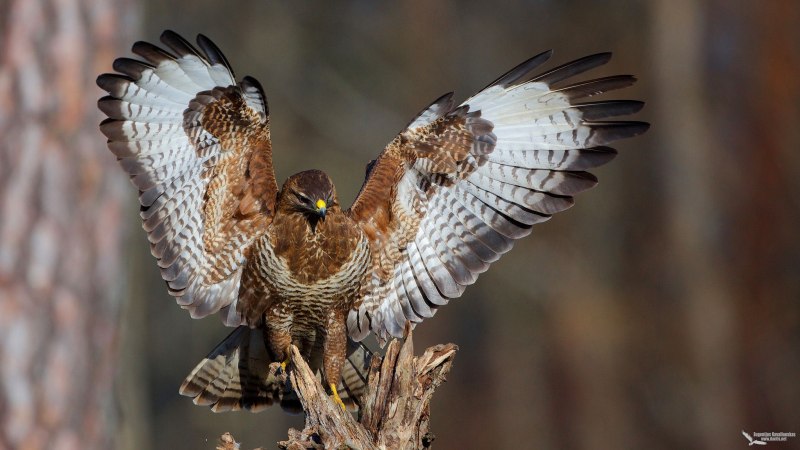 Обыкновенный канюк Buteo Buteo
