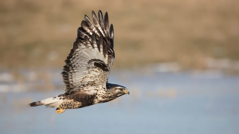 Зимняк (Buteo lagopus