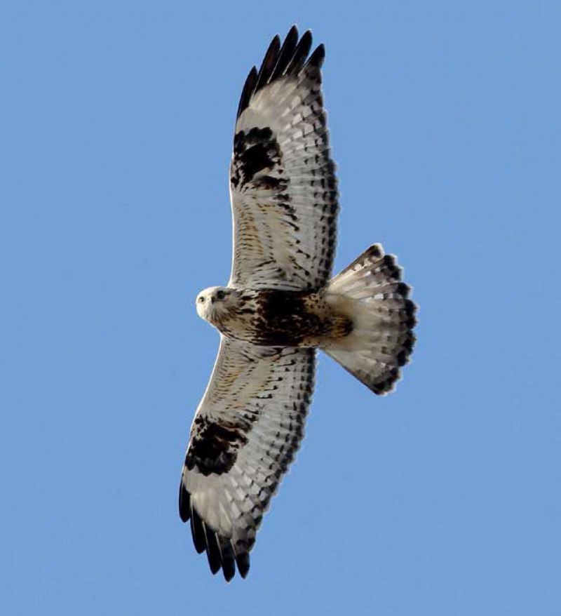Зимняк (Buteo lagopus