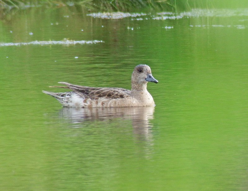 Свиязь (Mareca Penelope)
