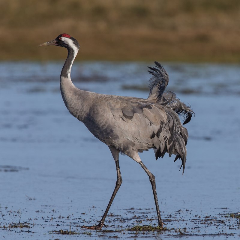 Серый журавль Grus Grus