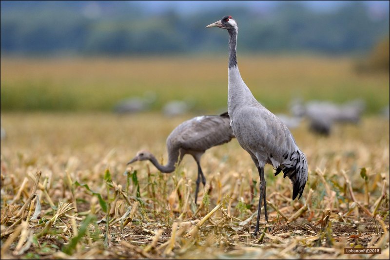 Серый журавль Grus Grus