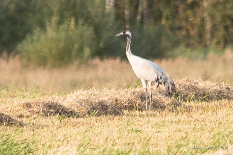 Журавль серый (Grus Grus Linnaeus, 1758)