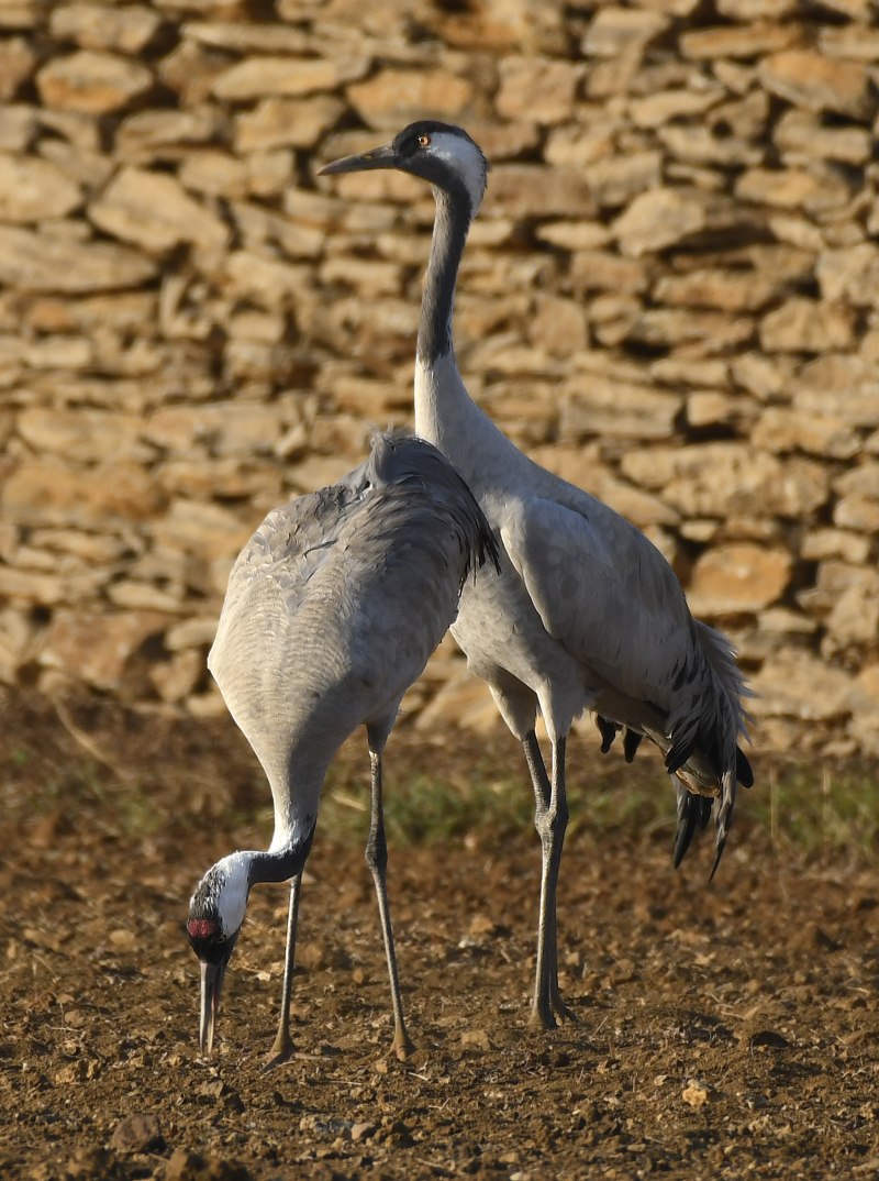 Журавль серый (Grus Grus Linnaeus, 1758)