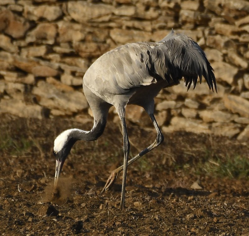 Grus monacha