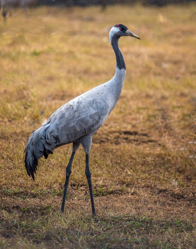 Журавль серый (Grus Grus Linnaeus, 1758)
