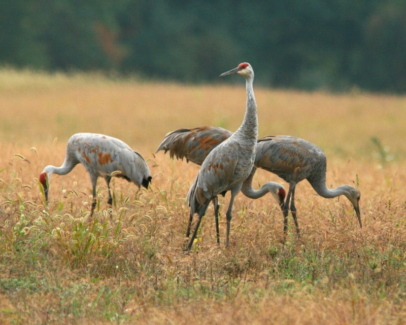 Серый журавль (Grus Grus (l.)
