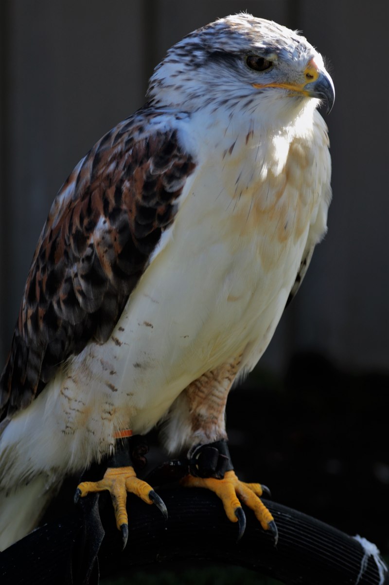 Ferruginous Hawk