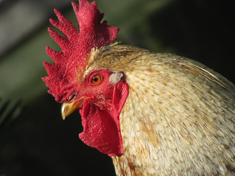 Гибискус Bantam Rooster