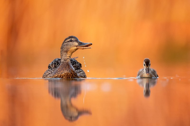 Отражение птицы в воде