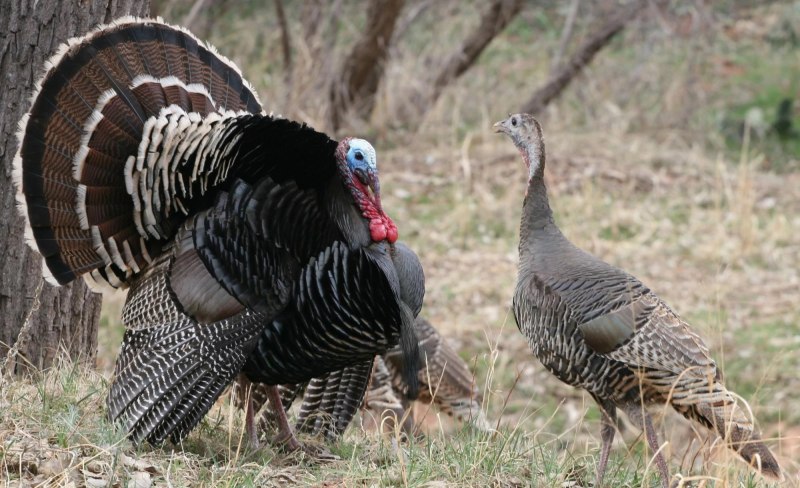 Meleagris gallopavo