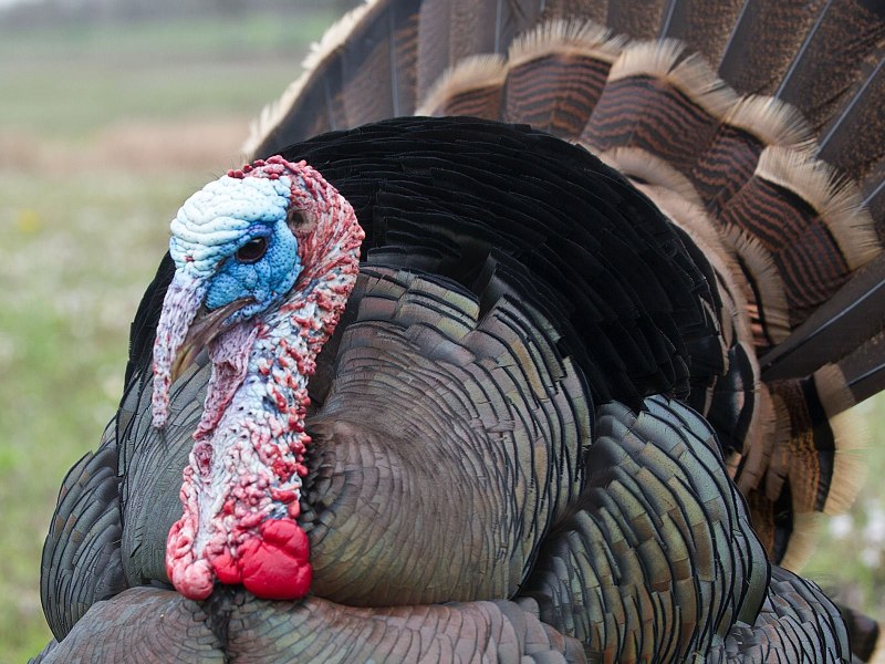 Wild Turkey птица