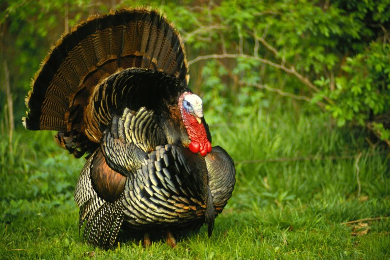 Meleagris gallopavo