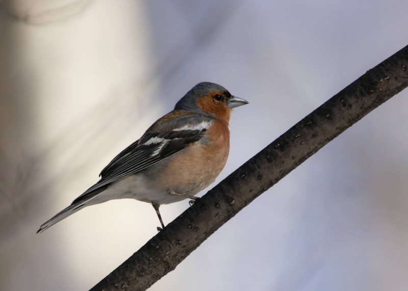 Зяблик (fringilla COELEBS)
