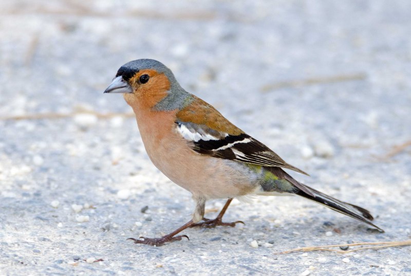 Fringilla COELEBS