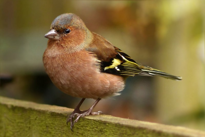 Зяблик (fringilla COELEBS)