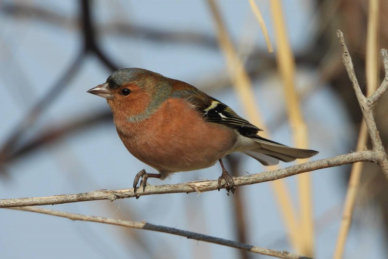 Зяблик (fringilla COELEBS)