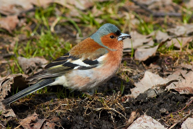 Зяблик (fringilla COELEBS)