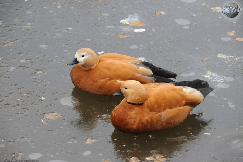 Водоплавающая птица Огарь