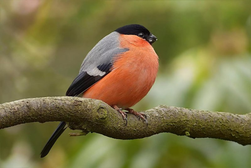 Pyrrhula coccinea