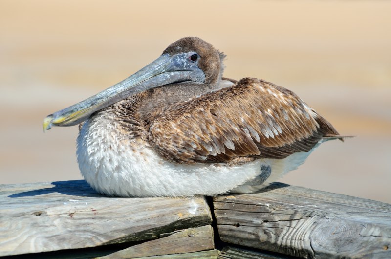 Snipe's subordinate