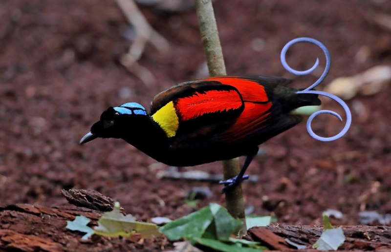 Синеголовая Райская птичка