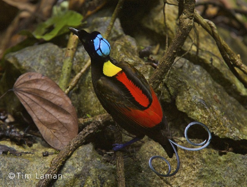 Синеголовая великолепная Райская птичка