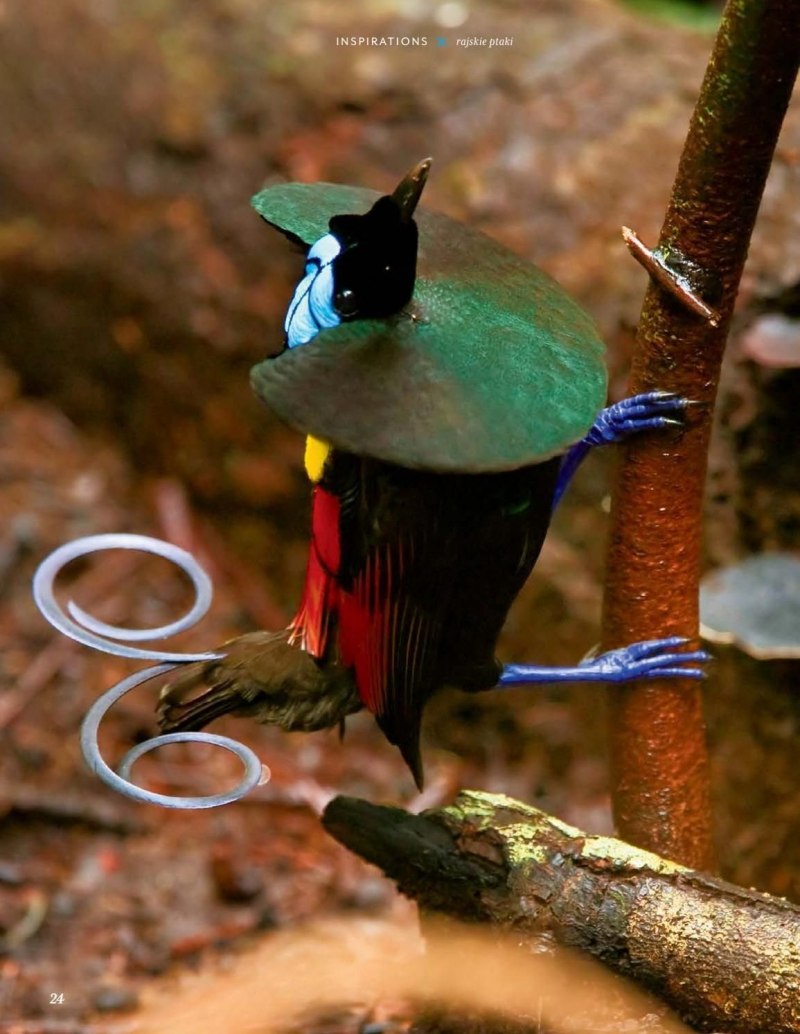 Синеголовая Райская птица