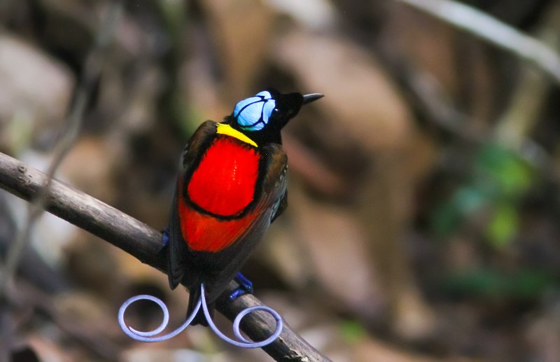 Чудная Райская птица Lophorina superba