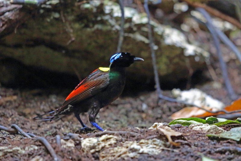 Синеголовая Райская птица