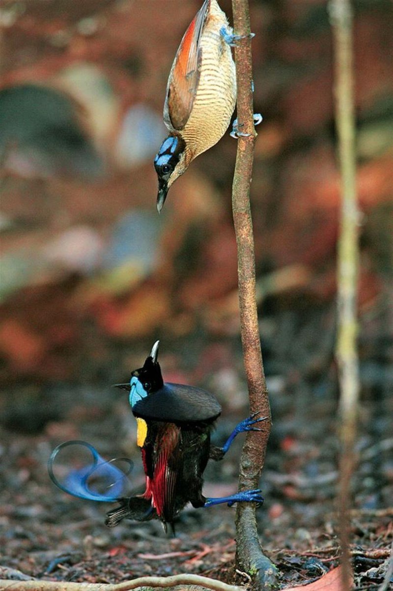 Синеголовая великолепная Райская
