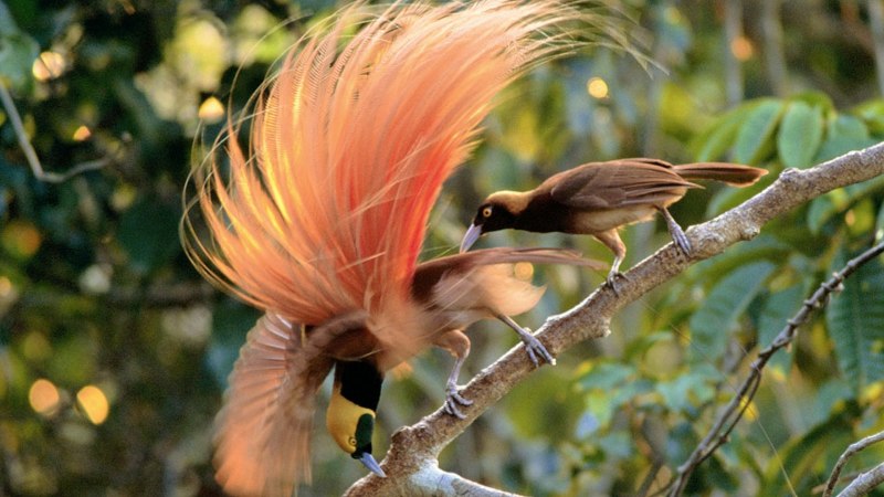 Синеголовая роза фото