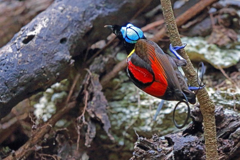 Синеголовая Райская птичка