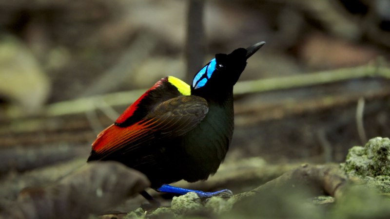 Синеголовая Райская птица