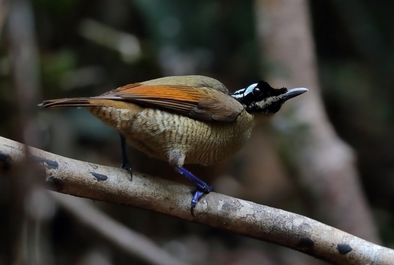 Щитоносная Райская птица Виктории
