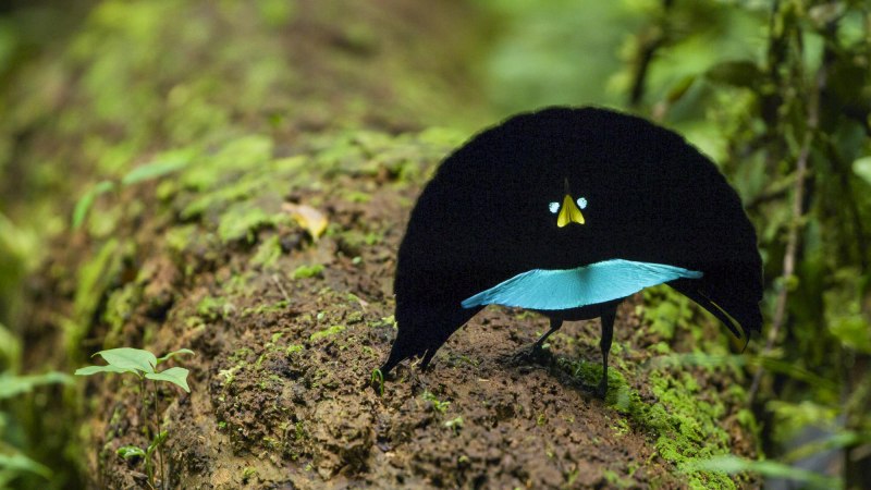 Райская птица короля Альберта