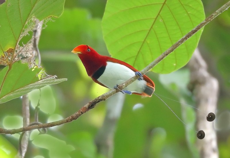 Птица Манакин в Панаме