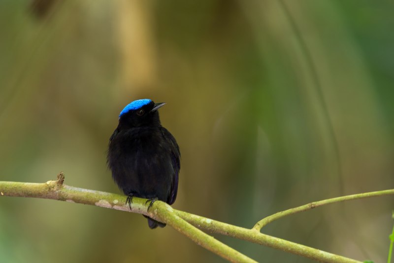 Райская птица Вильсона