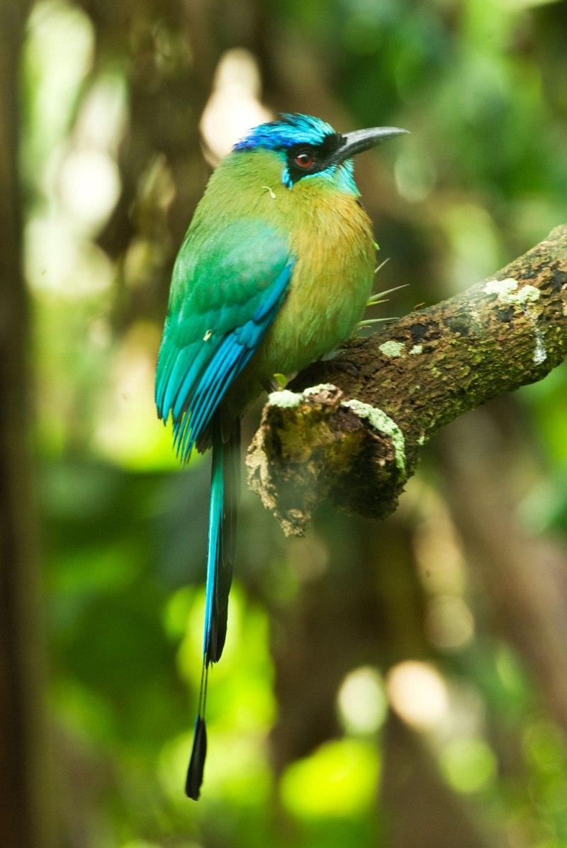 Реггинова Райская птица