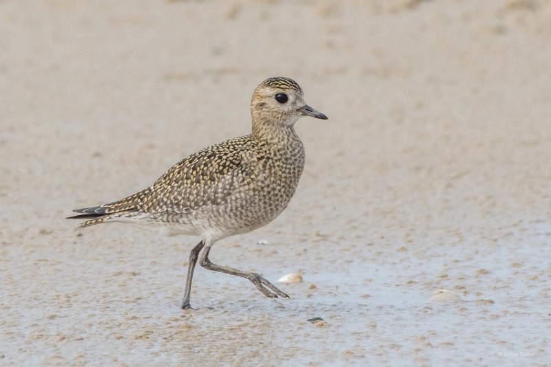Золотистые ржанки (Pluvialis apricaria)