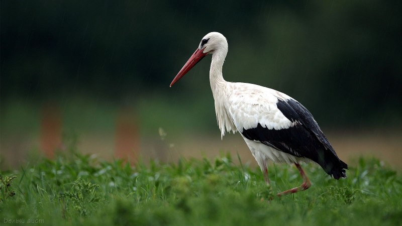 Ciconia Ciconia