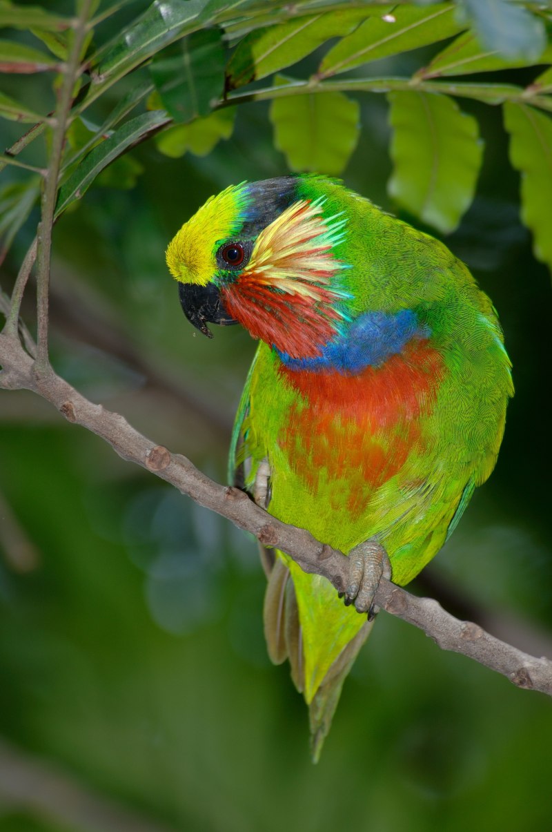 Psittaculirostris desmarestii