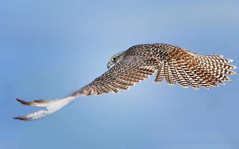 Кречет - Falco rusticolus Linnaeus